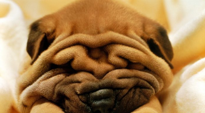 Ce sa faci pentru ca animalul tau sa nu devina obez!