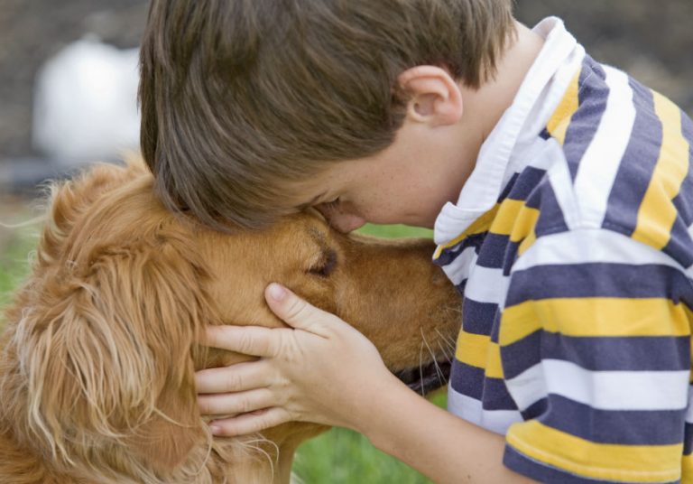animale companie