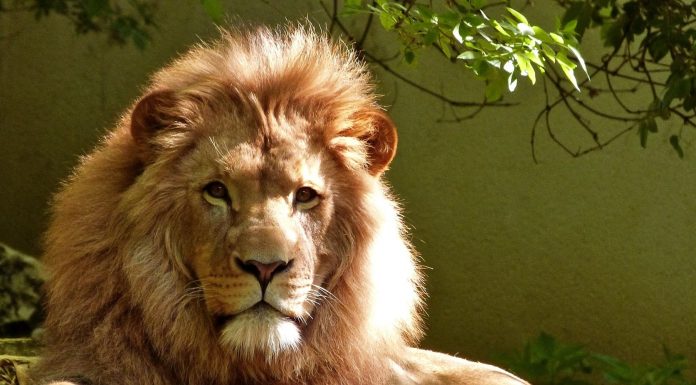 Există o istorie în spatele grădinilor zoologice