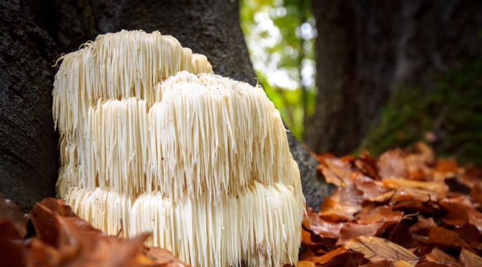Ciuperci coama leului: beneficii si efecte secundare