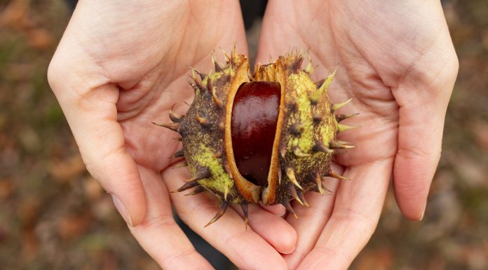 Ce ne dau bun castanele?
