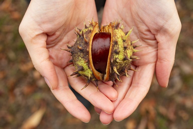 ce-ne-dau-bun-castanele.jpg