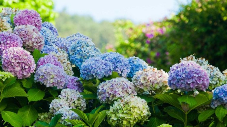 hortensie.jpg