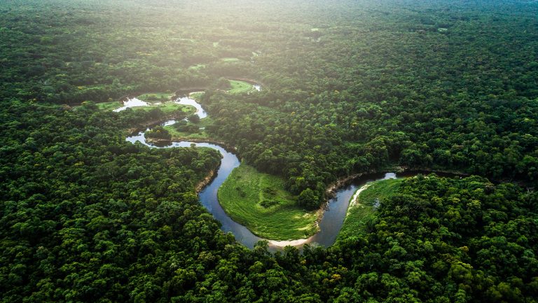 pierderea-padurilor-tropicale-la-nivel-global-continua-cu-10-terenuri-de-fotbal-pe-minut.jpg