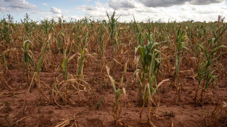 zeci-de-milioane-se-confrunta-cu-foametea-si-penuria-de-apa-in-timp-ce-seceta-extrema-si-inundatiile-matura-sudul-africii.jpg